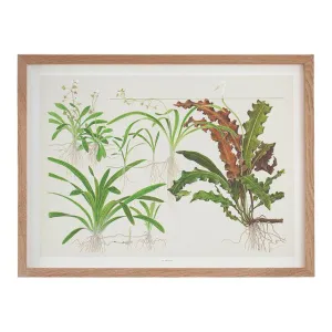 Tropica Art Poster Sagittaria 40x30cm